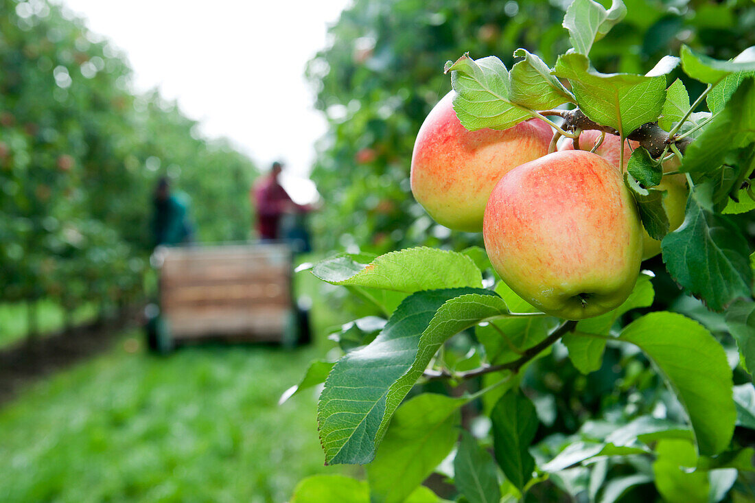 Apples on tree in foreground with farmers harvesting in background,Germany