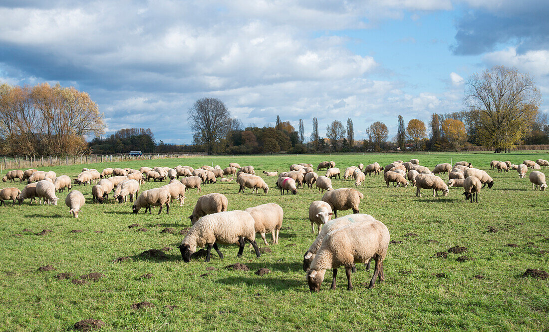 Landschaftliche Ansicht von weidenden Schafen auf einer Weide, Edenkoben, Rheinland-Pfalz, Deutschland