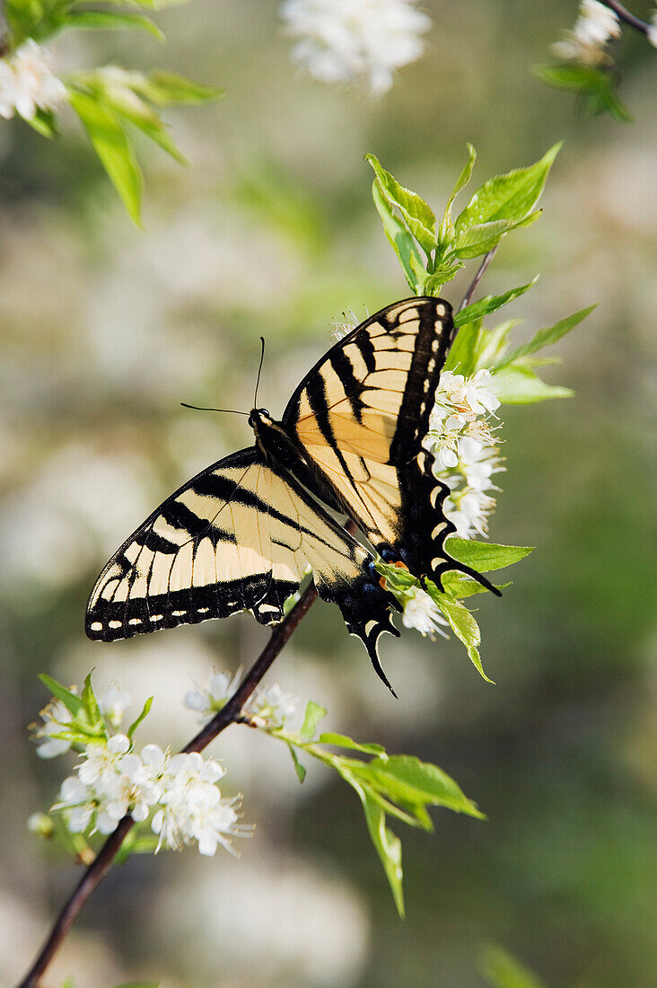 Tigerschwalbenschwanz-Schmetterling