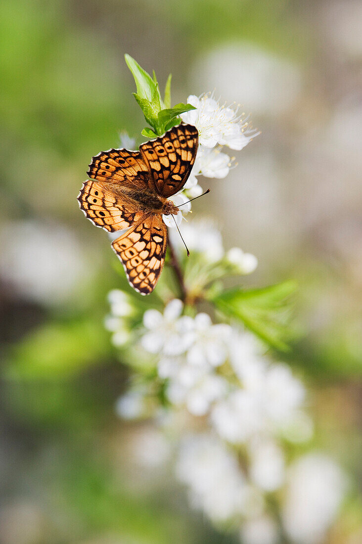 Variegated Fritillary Butterfly