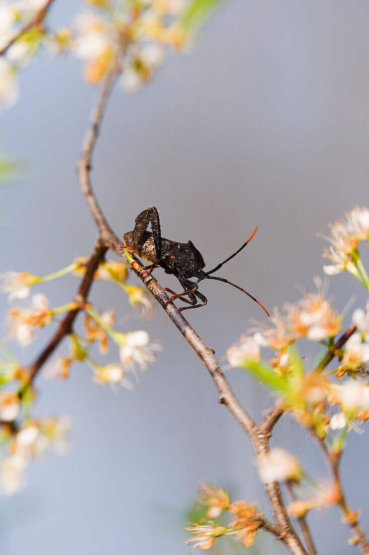 Stinkbug on Branch