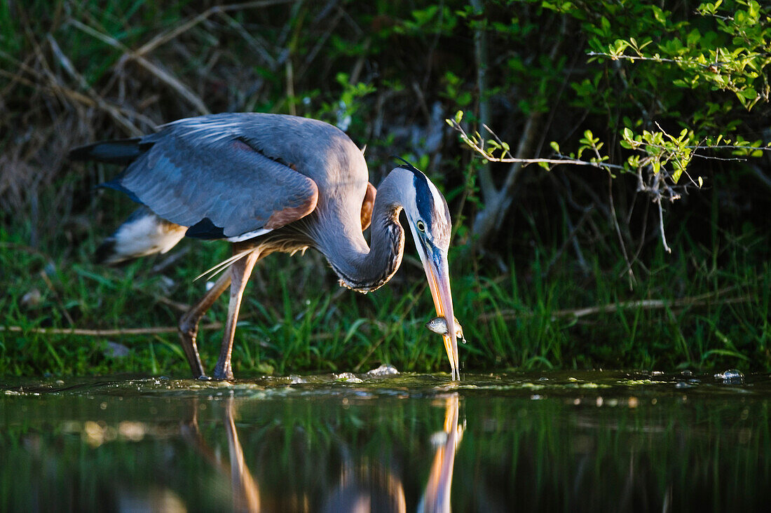 Great Blue Heron Fishing