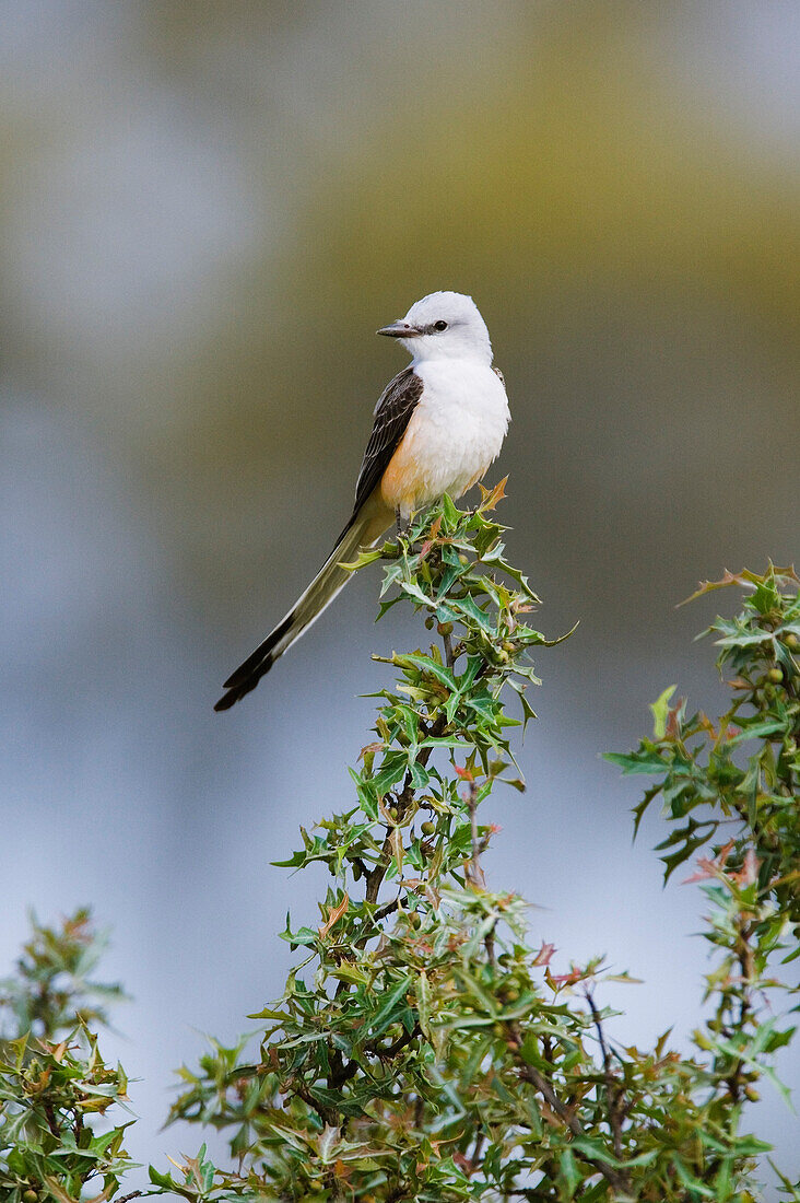 Scissor-Tailed Flycatcher