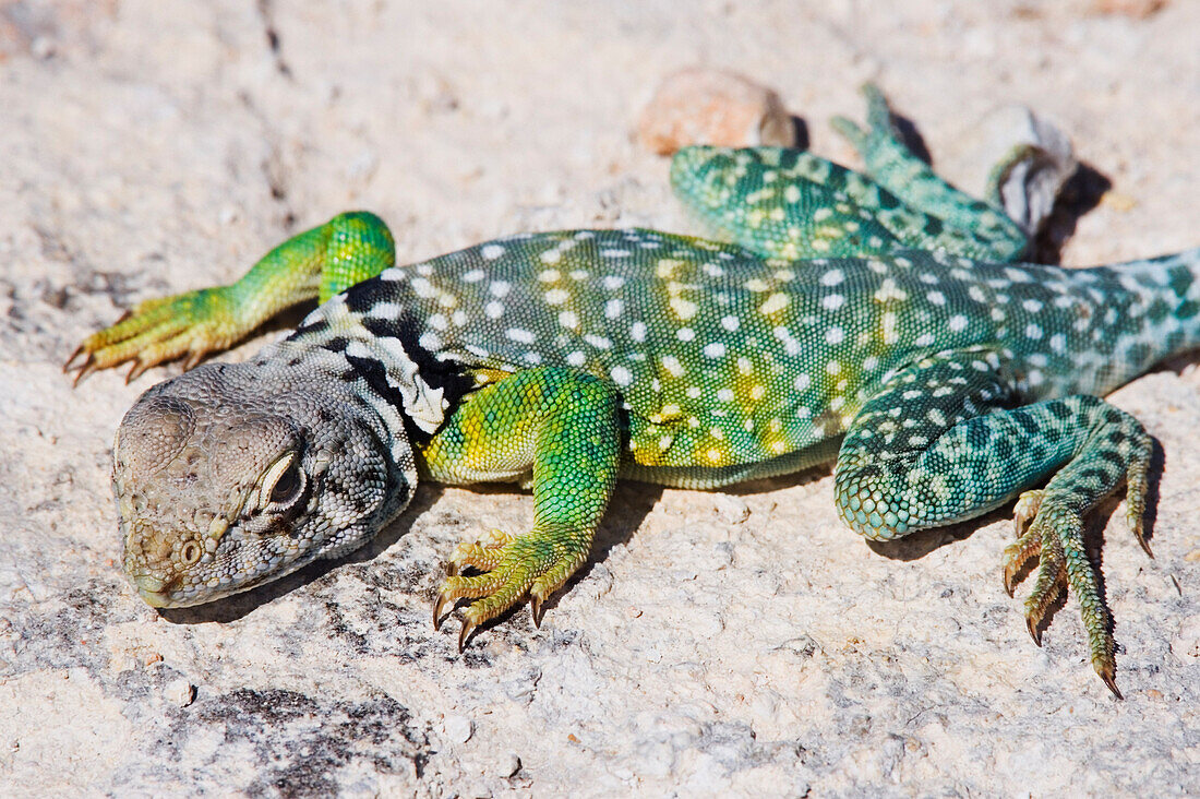 Collared Lizard