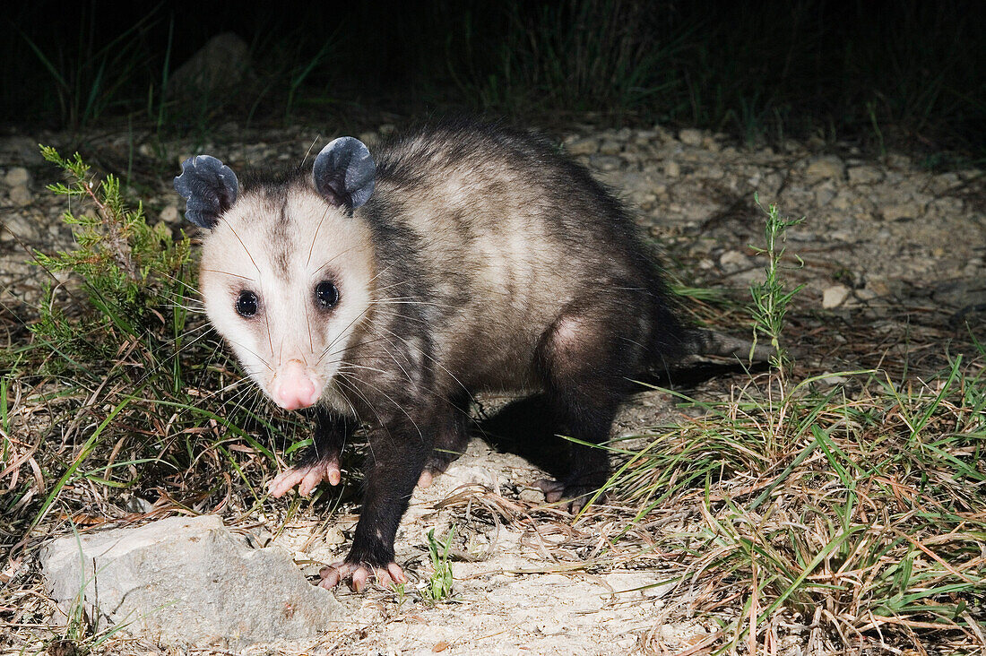 Opossum bei Nacht