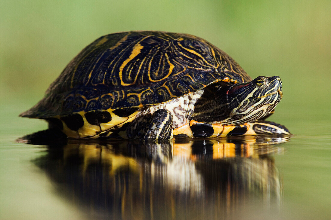 Red-Eared Slider Turtle