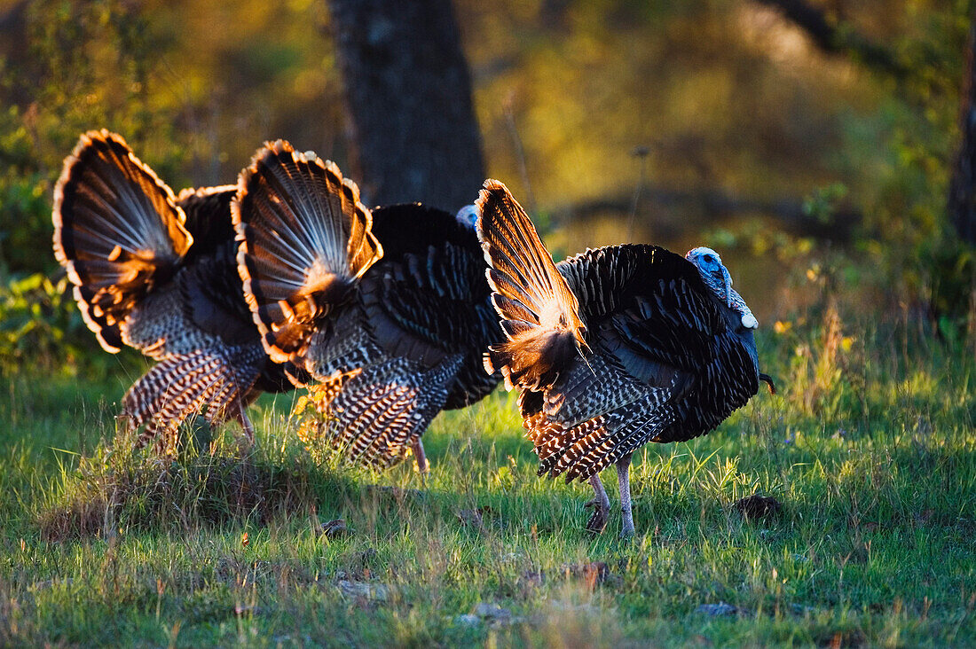 Rio Grande Wild Turkeys