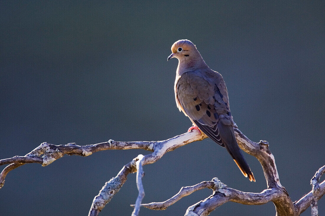Mourning Dove on Dead Branch