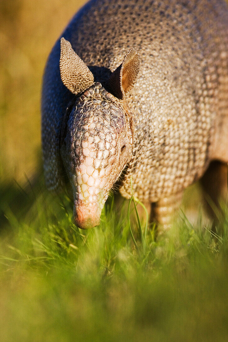 Armadillo