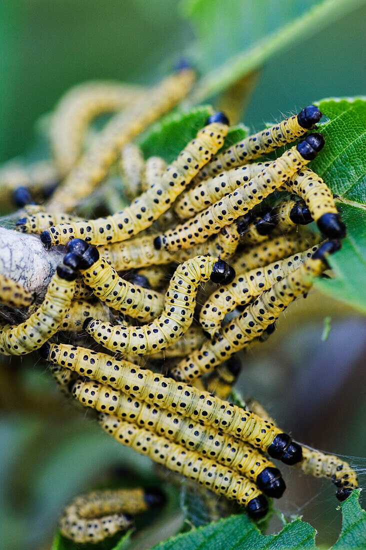 Caterpillars on Branch