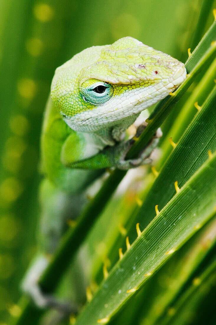 Grüne Anolis-Eidechse