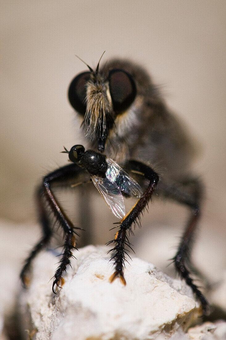 Robber Fly eating Fly