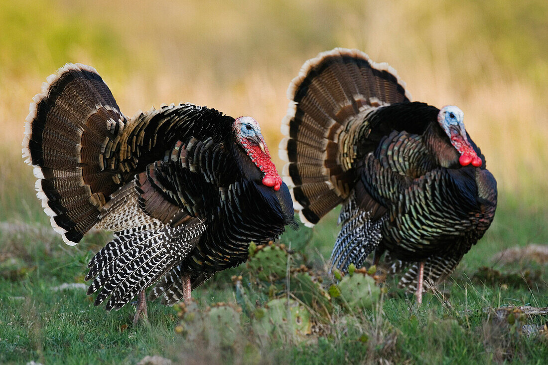 Rio Grande Wild Turkey