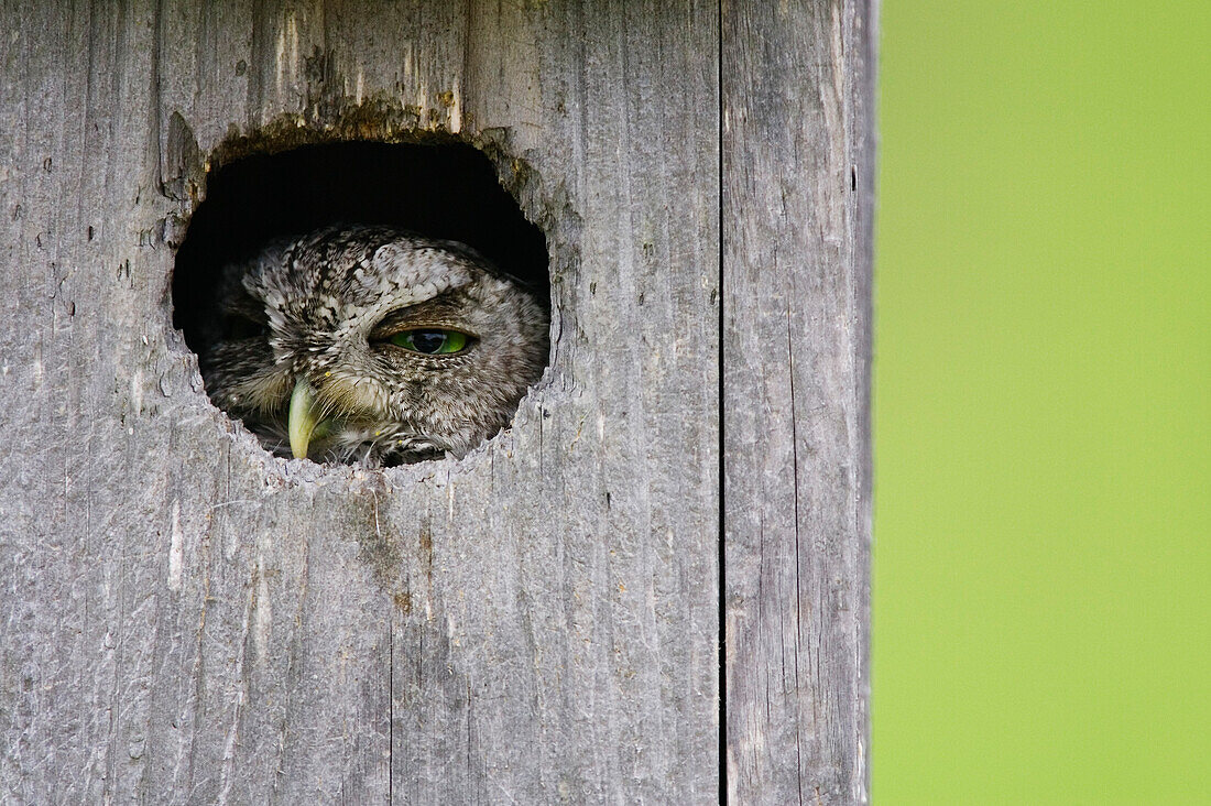 Kreischeule im Nistkasten