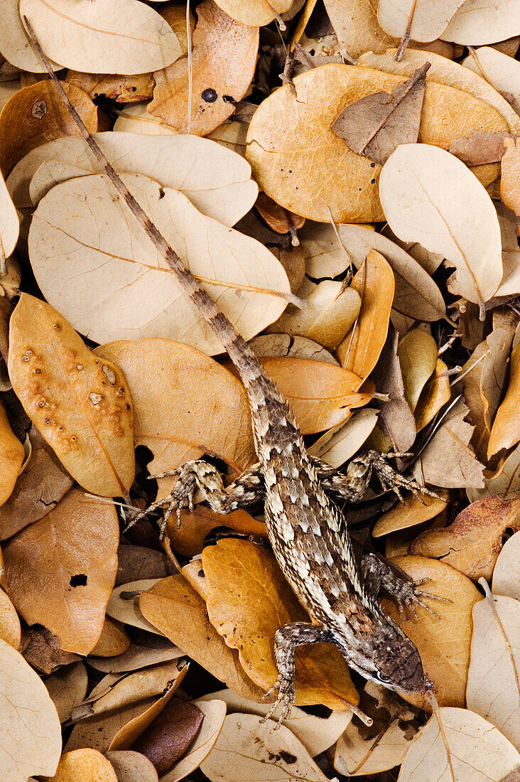 Texas Spiny Lizard in Leaves