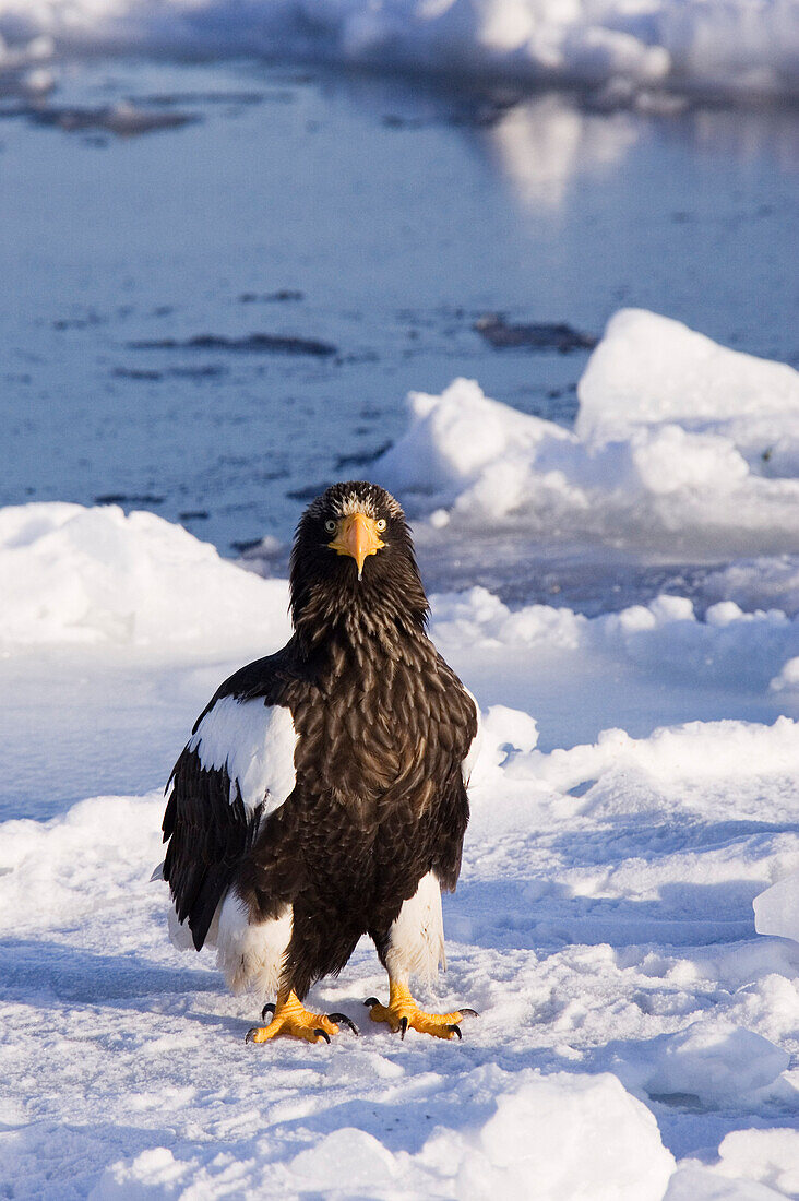 Riesenseeadler,Nemuro-Kanal,Rausu,Hokkaido,Japan