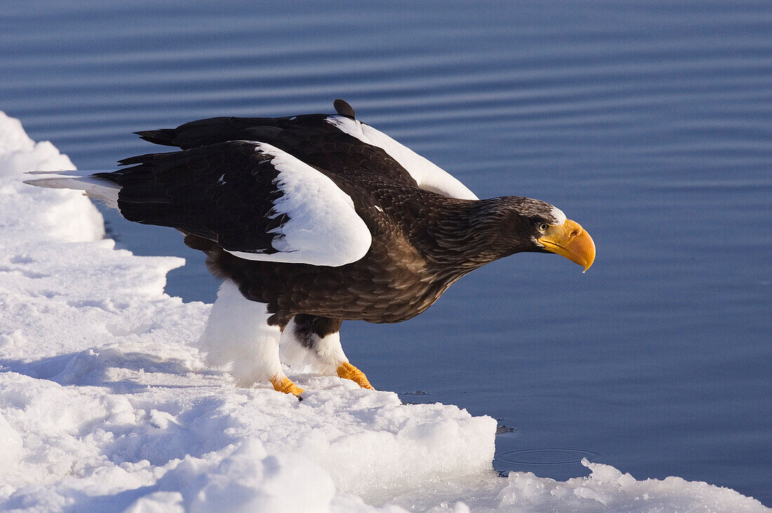 Steller's Sea Eagle,Nemuro Channel,Rausu,Hokkaido,Japan