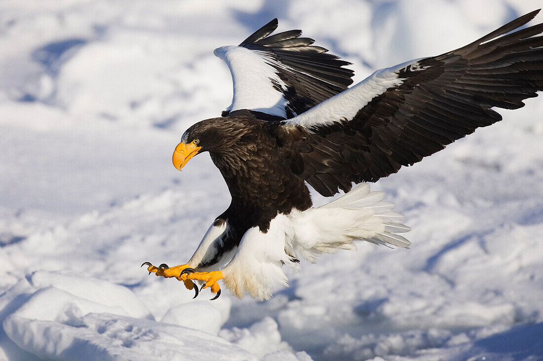 Riesenseeadler, Nemuro-Kanal, Rausu, Hokkaido, Japan