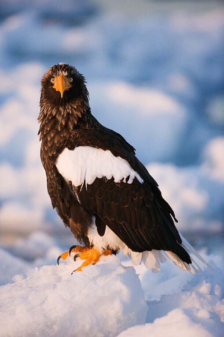 Riesenseeadler, Nemuro-Kanal, Rausu, Hokkaido, Japan