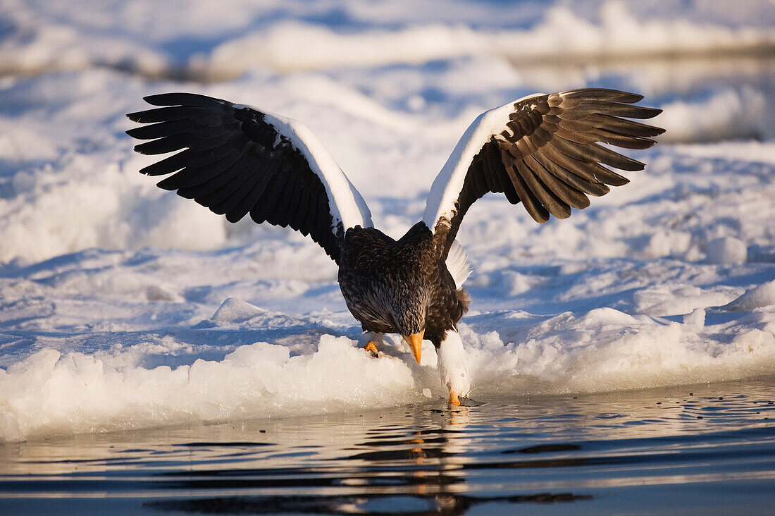 Steller's Sea Eagle,Nemuro Channel,Rausu,Hokkaido,Japan