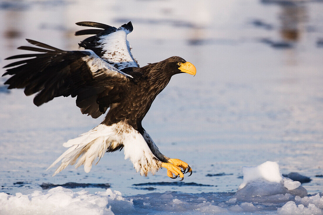 Steller's Sea Eagle,Nemuro Channel,Rausu,Hokkaido,Japan