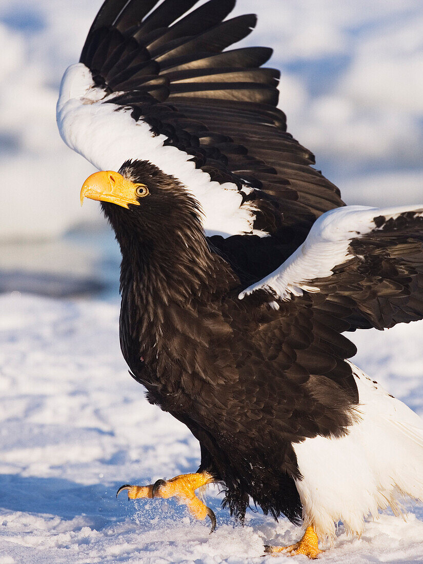 Steller's Sea Eagle,Nemuro Channel,Rausu,Hokkaido,Japan