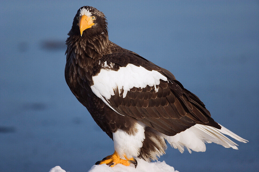 Steller's Sea Eagle,Shiretoko Peninsula,Hokkaido,Japan