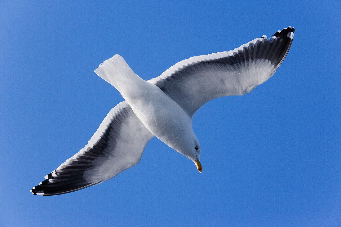 Slaty-backed Gull,Rausu,Hokkaido,Japan