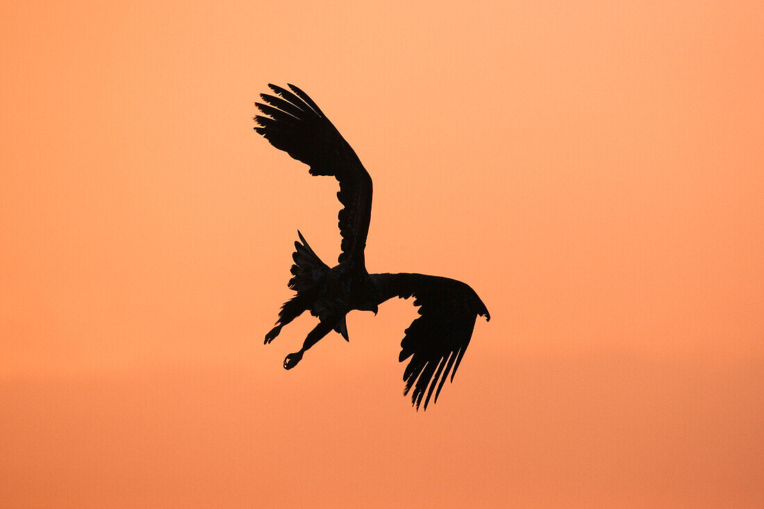 Silhouette of White-tailed Eagle,Nemuro Channel,Rausu,Hokkaido,Japan