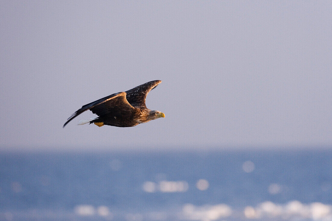 White-tailed Eagle,Nemuro Channel,Rausu,Hokkaido,Japan
