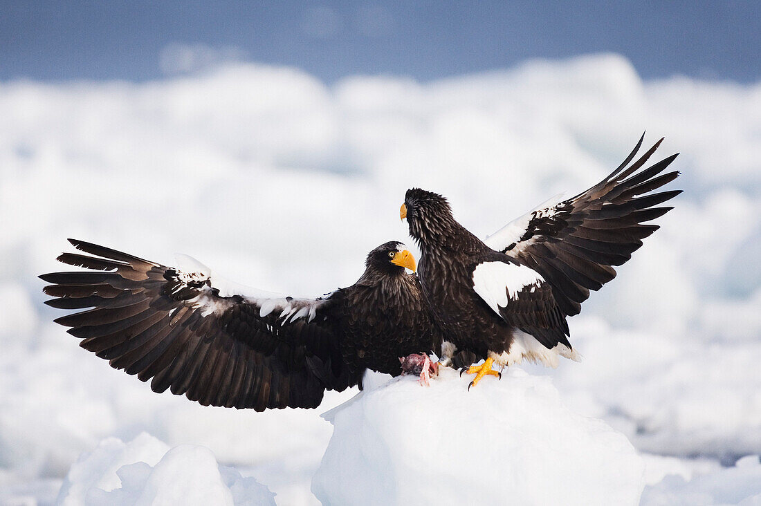 Steller's Sea Eagles,Shiretoko Peninsula,Hokkaido,Japan