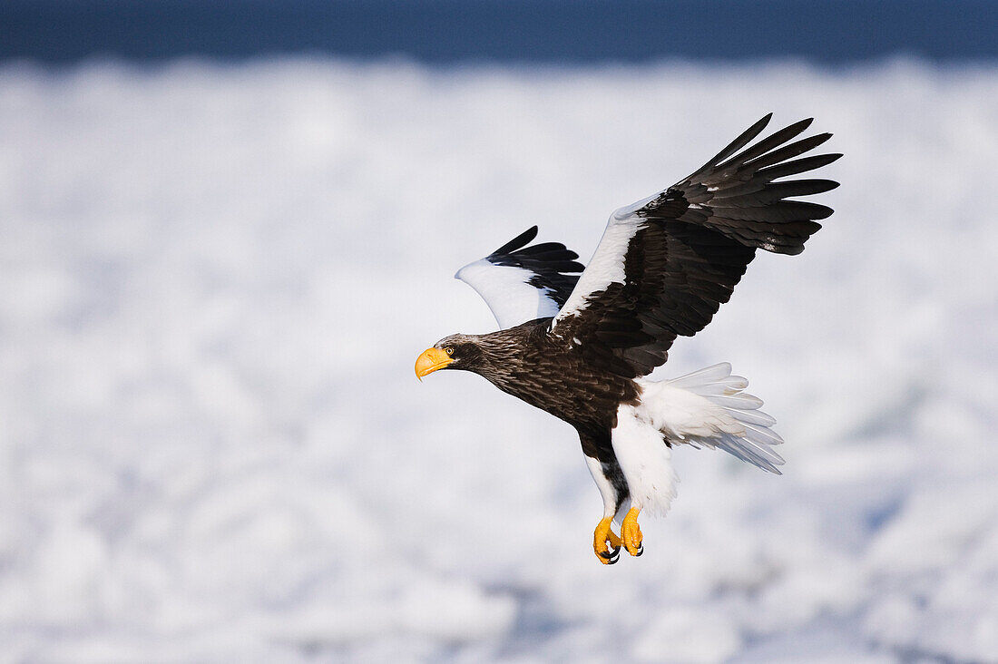 Steller's Sea Eagle,Shiretoko Peninsula,Hokkaido,Japan