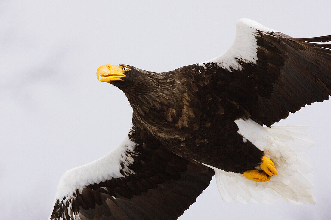 Steller's Sea Eagle,Shiretoko Peninsula,Hokkaido,Japan