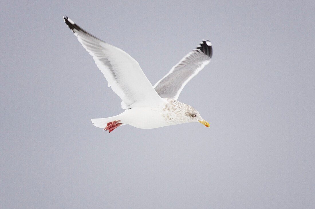 Gull in Flight,Hokkaido,Japan