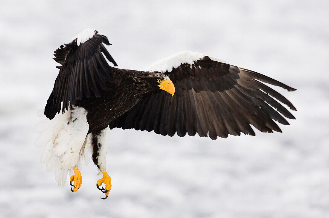 Seeadler im Flug,Shiretoko-Halbinsel,Hokkaido,Japan