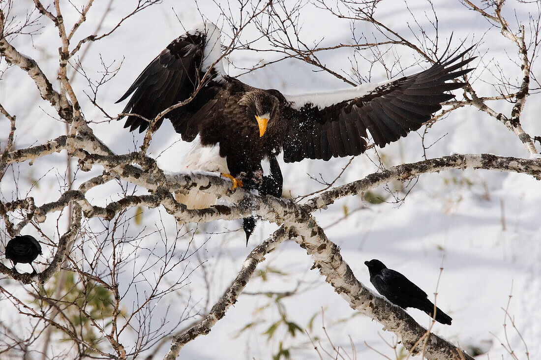 Steller's Sea Eagle,Hokkaido,Japan