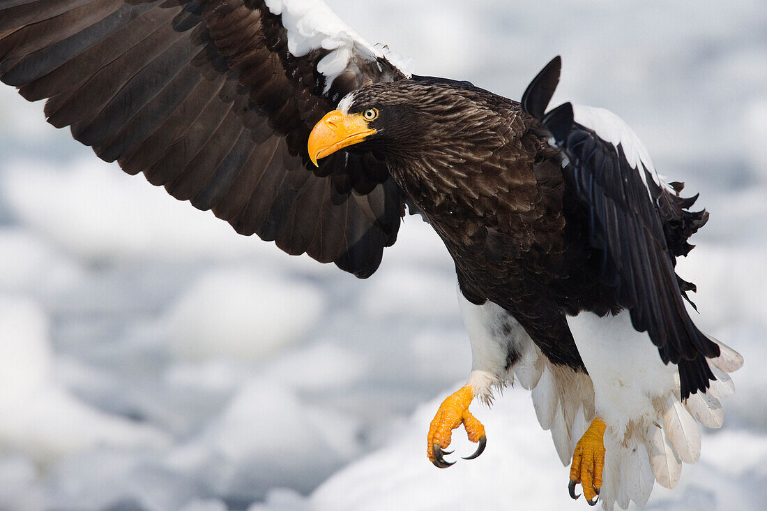 Steller's Sea Eagle on Ice Floe,Nemuro Channel,Hokkaido,Japan