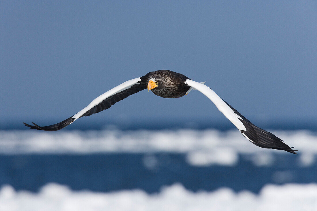 Steller's Sea Eagle in Flight,Nemuro Channel,Hokkaido,Japan