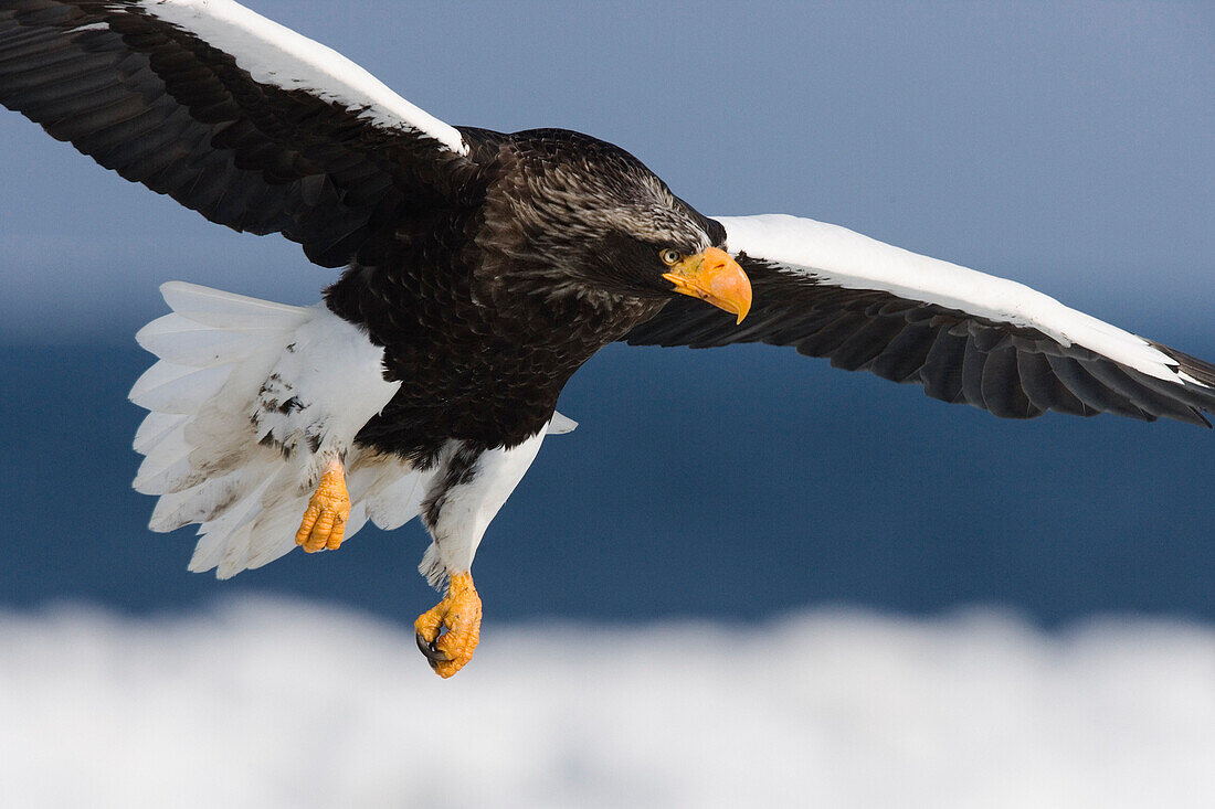 Riesenseeadler im Flug, Nemuro-Kanal, Hokkaido, Japan