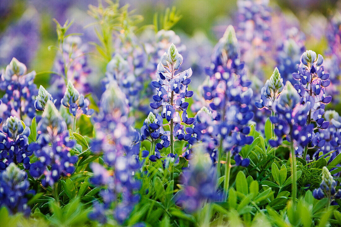 Texas Bluebonnets,Marble Falls,Texas,USA