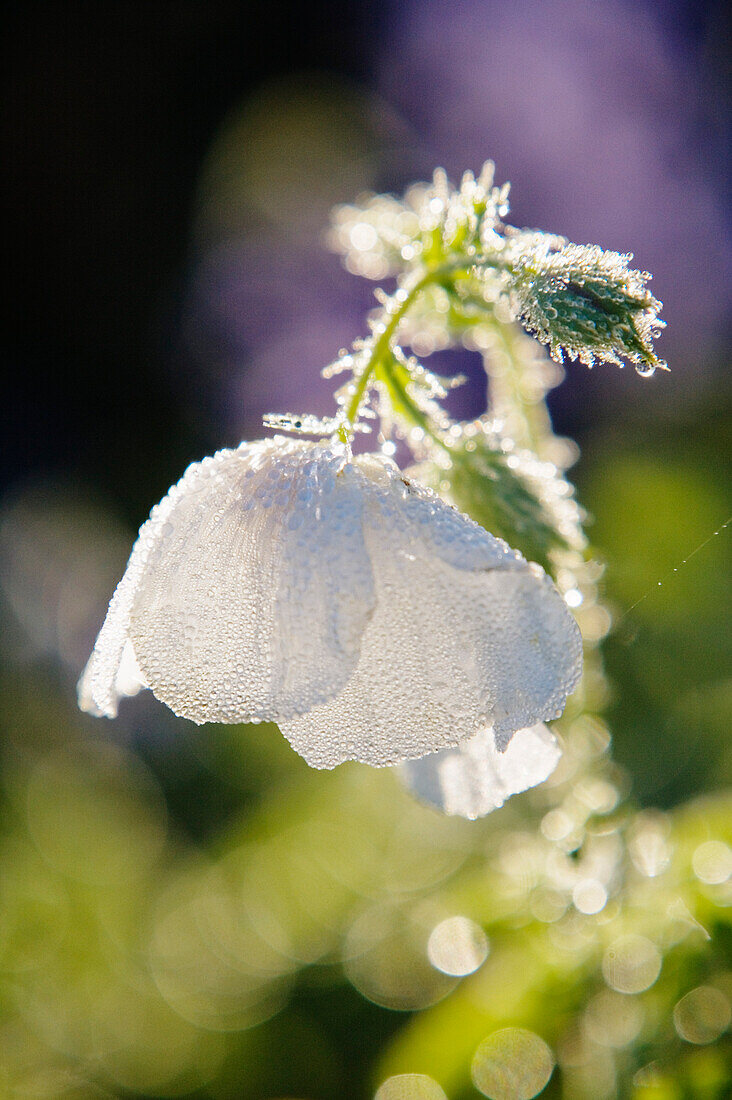 Spiny Poppy,Marble Falls,Texas,USA