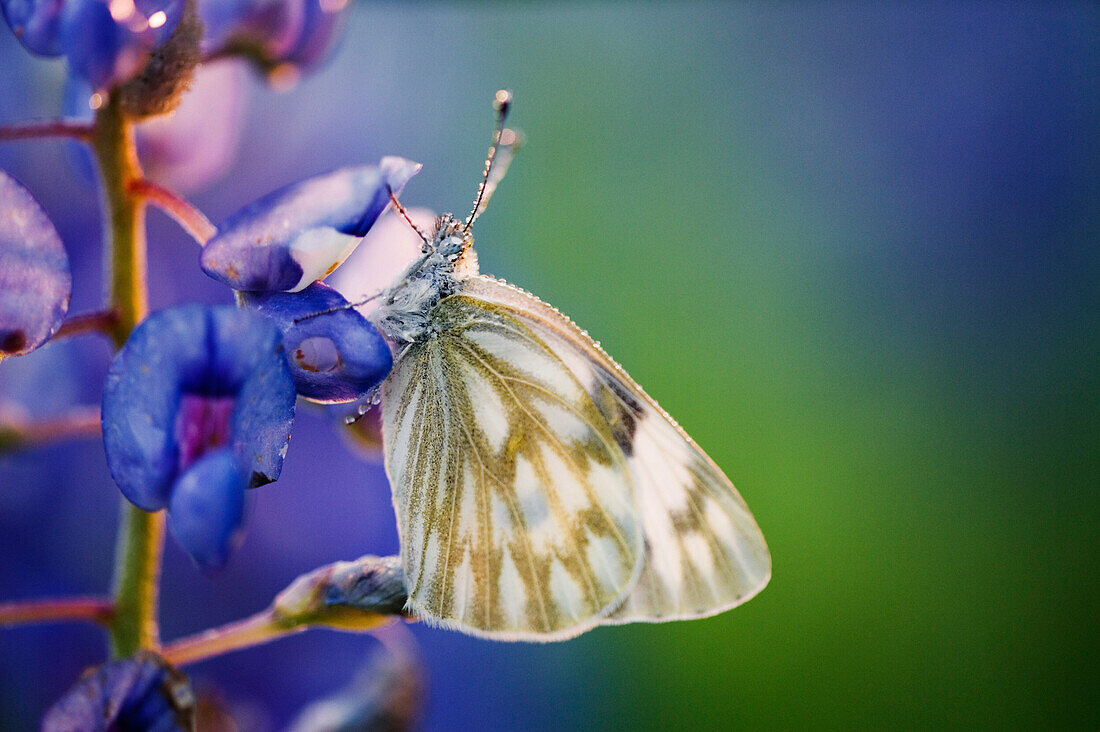 Schmetterling am Blauen Eisenhut,Texas Hill Country,Texas,USA