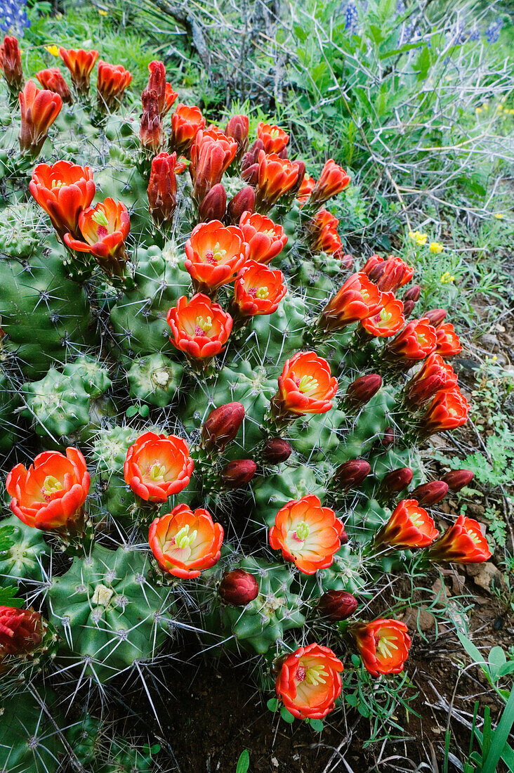 Claret Cup Cactus,Texas Hill Country,Texas,USA