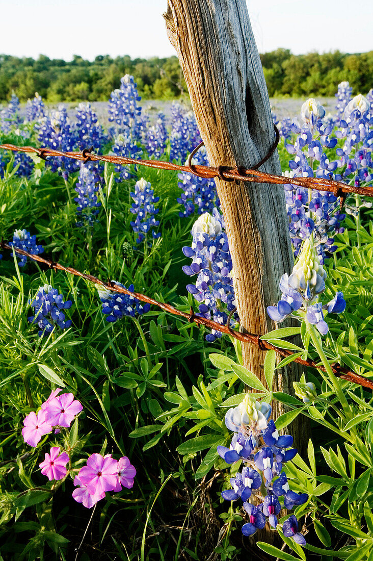 Blausternchen und Phlox am Drahtzaun, Texas Hill Country, Texas, USA