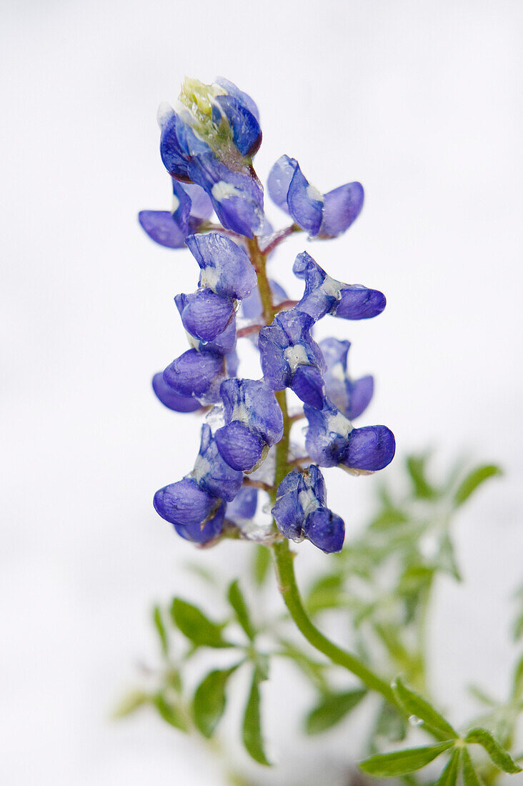 Frozen Bluebonnet in Snow,Texas Hill Country,Texas,USA