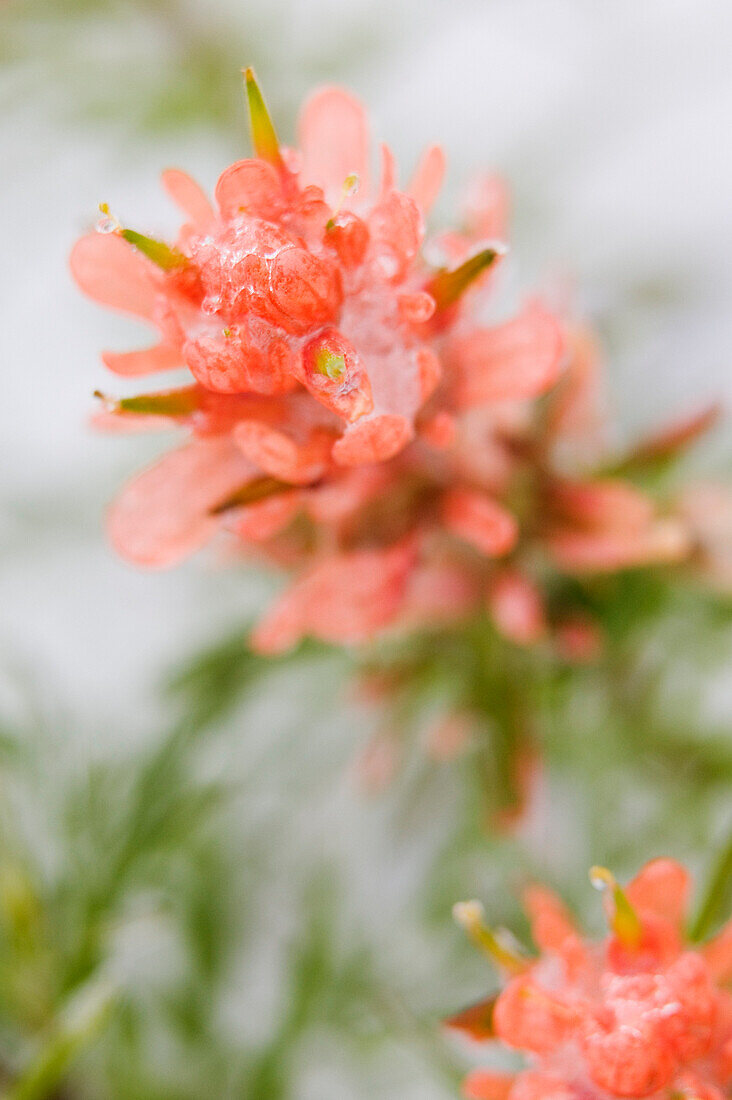 Frozen Indian Paintbrush in Snow,Texas Hill Country,Texas,USA