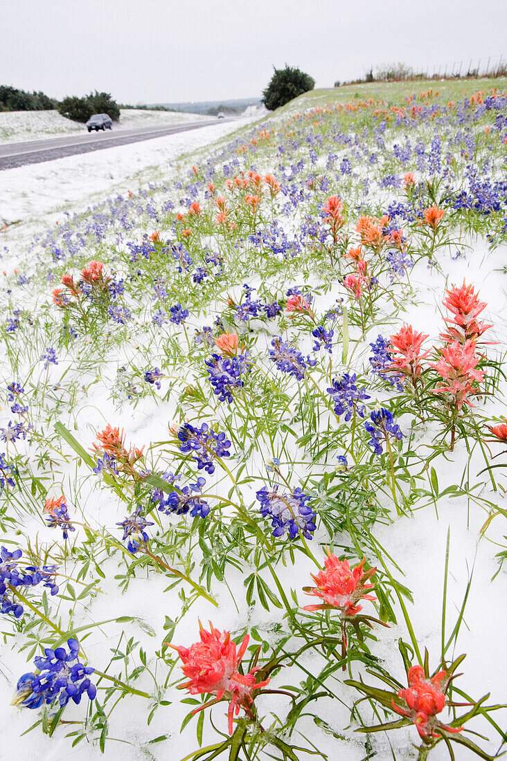 Gefrorene Blumen im Schnee an der Landstraße, Texas Hill Country, Texas, USA