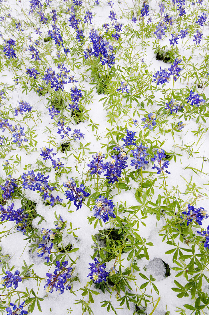 Frozen Bluebonnets in Snow,Texas Hill Country,Texas,USA