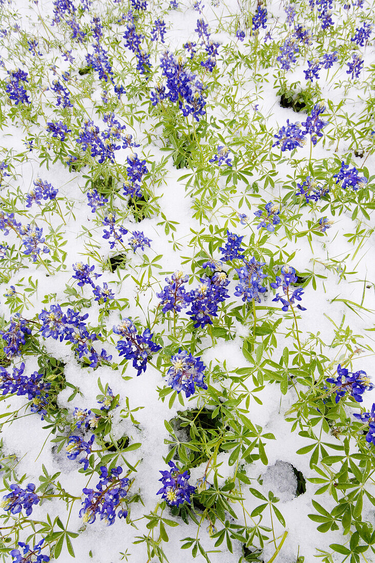 Gefrorene Bluebonnets im Schnee, Texas Hill Country, Texas, USA