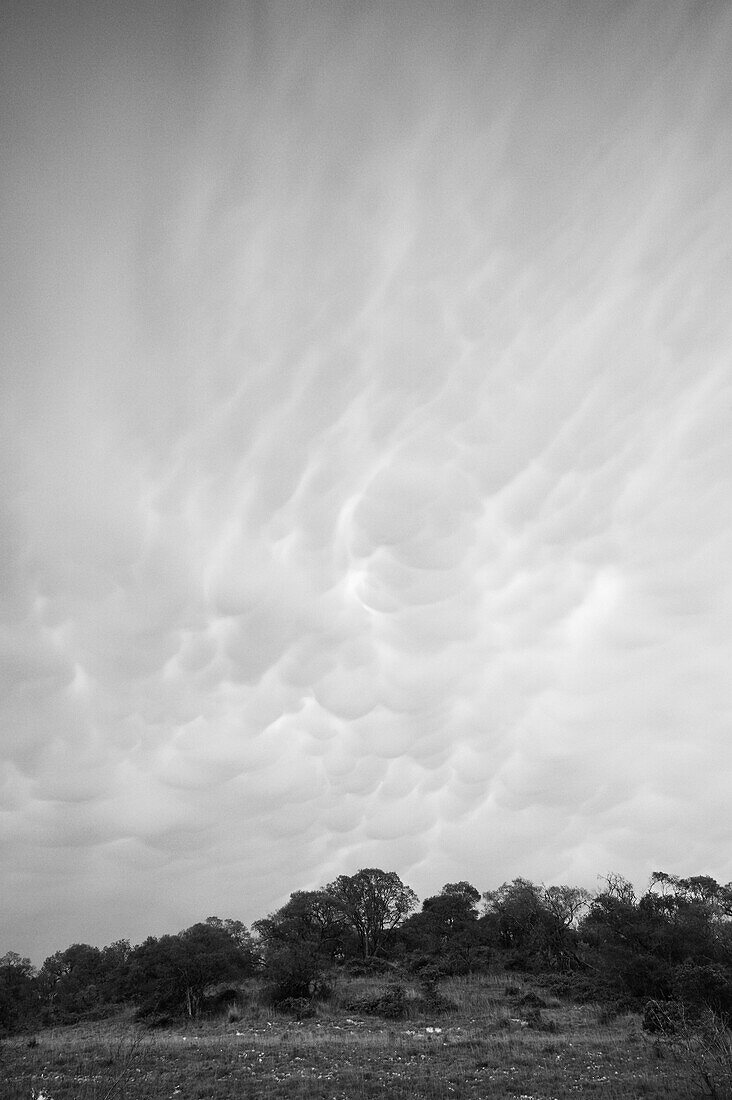 Mammatus Clouds over Trees,Texas,USA